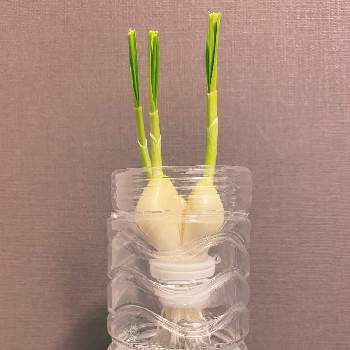 ニンニク,ペットボトル栽培,水耕栽培,リボベジ,部屋の画像