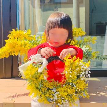 ミモザ,ミモザアカシア,ユーカリ,カスミソウ,春のお花の画像