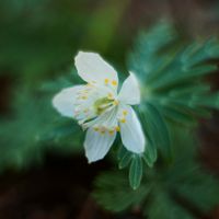 セツブンソウ,節分草,グリーンアクセサリー♪,山野草,青軸素芯セツブンソウの画像