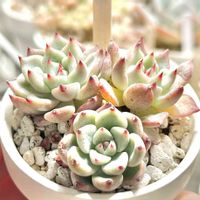 エケベリア さくらドロップ,成長記録 さくらドロップ,韓国苗,初心者タニラー,エケベリア男子の画像