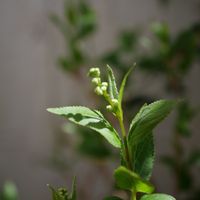 ヒメウツギ,花芽,lumix-gh5m2,S家の庭の植物,花壇の画像