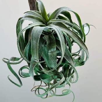 ストレプトフィラ　１号,着生植物,みどりのある暮らし,観葉植物,植物のある暮らしの画像