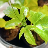 パッションフルーツ,夏の果物,南国フルーツ,春の訪れ,緑のある暮らしの画像