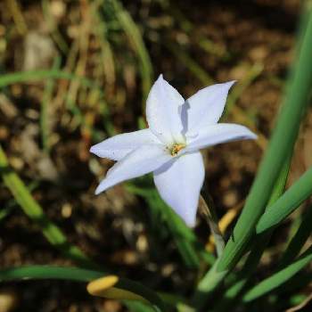 ハナニラ(イフェイオン),おうち時間,元気に育ててますよ,花のある暮らし,毎年咲いてくれてありがとうの画像