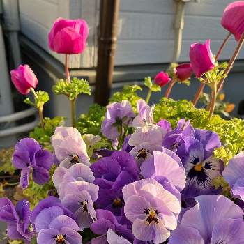 お花大好き♡,趣味に生きる,小さな幸せ❤,お家園芸,#美しいの画像