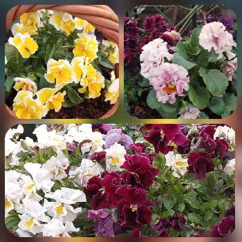 癒しの草花,おうち園芸,素敵な色❤,小さな庭の画像
