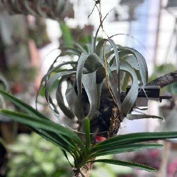 チランジア　キセログラフィカ,ヨネザワラ ブルースター,観葉植物,植物のある暮らし,ボタニカルライフの画像