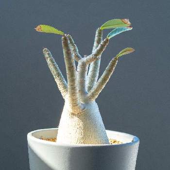 多肉植物,塊根植物,珍奇植物,アデニウム　アラビカム,インテリアの画像