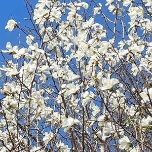 コブシ,庭木,山野草,花木,樹木の画像