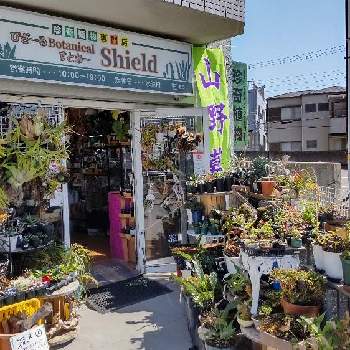 着生植物,リュウビンタイ科,パキポディウム属,珍奇植物専門店,塊根の画像