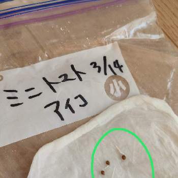 カゴメのトマト苗,楽しく育てるトマト苗の画像