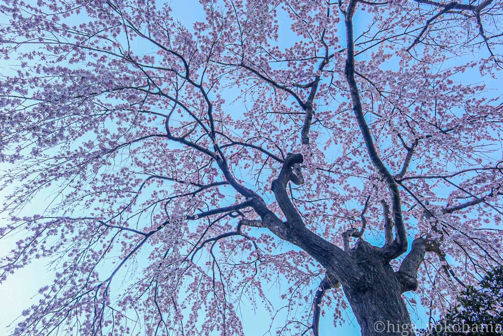 ヒガ君さんの山下公園への投稿