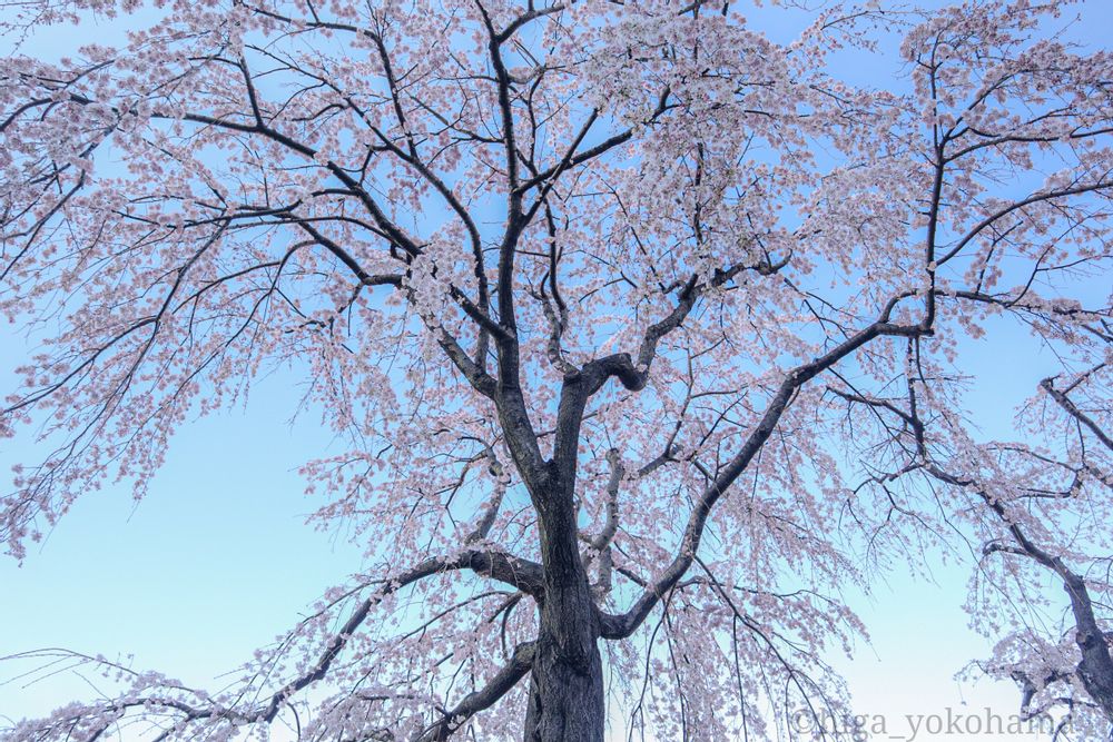 ヒガ君さんの山下公園への投稿