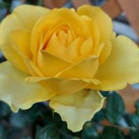 春バラ,咲いてくれてありがとう❤,おうち園芸,鉢植えのバラ,薔薇♪の画像