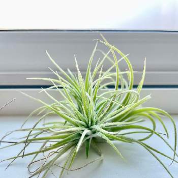 イオナンタ,エアプランツ　イオナンタ,観葉植物,グリーンのある暮らし,グリーン！グリーン！グリーン！の画像