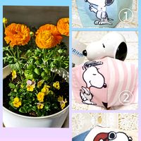 ビオラ,ラナンキュラス,スヌーピー,いつもありがとう♡,癒しの画像
