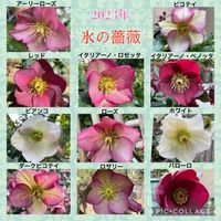氷の薔薇 〜,お花大好き♡,クリスマスローズ  氷の薔薇,クリスマスローズ大好き❤,クリスマスローズ愛同盟の画像