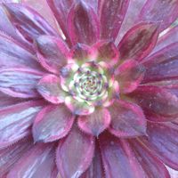 Aeonium 'Mardi Gras',多肉植物,多肉男子,ガーデニング男子,アエオニウム属の画像