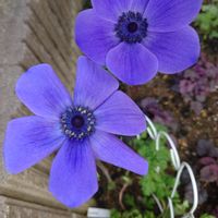 アネモネ,開花,植物のある暮らし,おうち園芸,球根の画像
