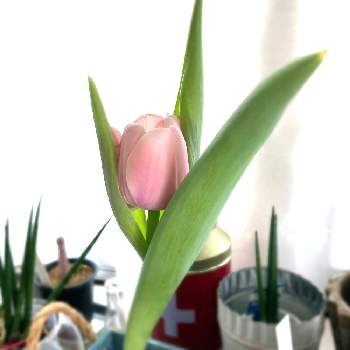 チューリップ,水耕栽培,花のある暮らしの画像