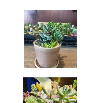 多肉植物,成長！,寄せ植え,春の訪れ,バルコニー/ベランダの画像