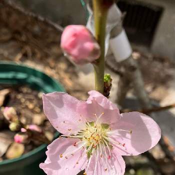 ネクタリン,植物男子,方言･讃岐弁,マイコレクション,B型の画像
