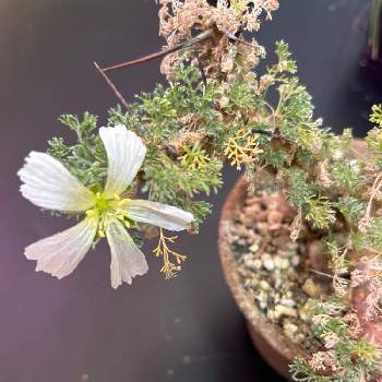多肉植物,観葉植物,塊茎植物,サウコカウロン,ビザール・プランツの画像