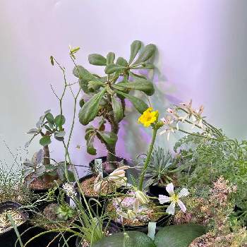 多肉植物,観葉植物,ビザール・プランツ,冬型塊根,コーデックスの画像