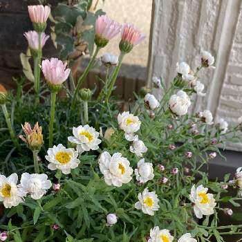 寄せ植え,小花会,癒し,ローダンセマム❇︎,花のある暮らしの画像