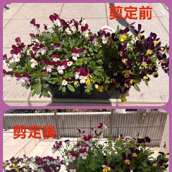 見元ビオラ　ときめきリリアン,見元ビオラ・ガゼルのかけっこ,寄せ植え,鉢植え,ビオラ・パンジーの画像