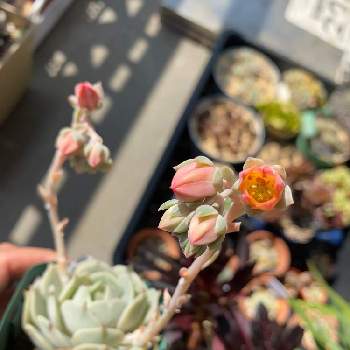 ローラ,多肉植物,メルカリ,メルカリ多肉,多肉花芽の画像