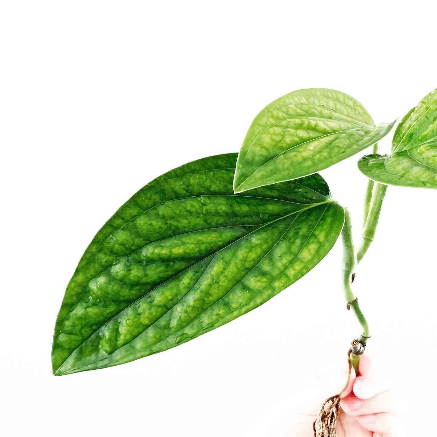 モンステラジェイドウィングの一覧|🍀GreenSnap(グリーン モンステラジェイドウィングの一覧|🍀GreenSnap(グリーン