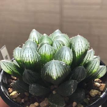 ハオルチア,雫絵巻,多肉植物,部屋の中,緑のある暮らしの画像