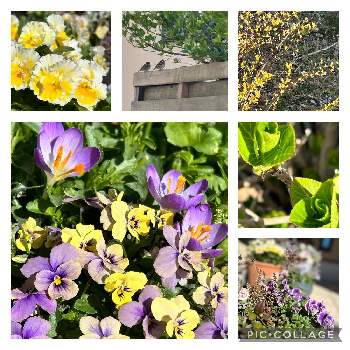 クロッカス*,寄せ植え,マイガーデン,春の庭,ミニミニガーデンの画像