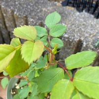 ゴールデンセレブレーション,バラと宿根草,挿し木,バラ 鉢植え,#ガーデニングの画像