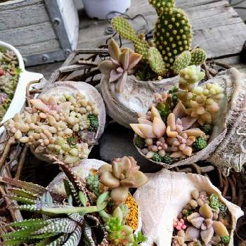 ウチワサボテン, ブロンズ姫,姫秀麗,多肉植物,みどりのある暮らしの画像
