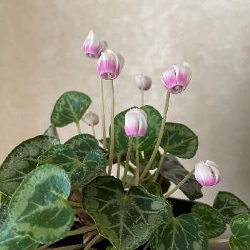 シクラメン,スイセン。,多肉女子,花のある暮らし,多肉寄せ植えの画像