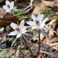 セツブンソウ,スプリングエフェメラル,山野草,群生,お出かけ先の画像