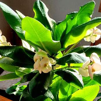 多肉植物,花キリン倶楽部, 花キリン,ハナキリン八福神,窓辺の画像