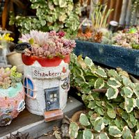 姫秋麗,パープルヘイズ,多肉植物,雰囲気づくり,セダム！の画像
