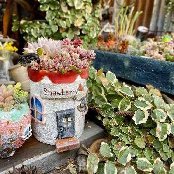 姫秋麗,パープルヘイズ,多肉植物,雰囲気づくり,セダム！の画像