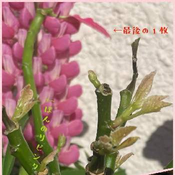 プリンセチア,プミラ,新葉,観葉植物,元気に育ててますよの画像