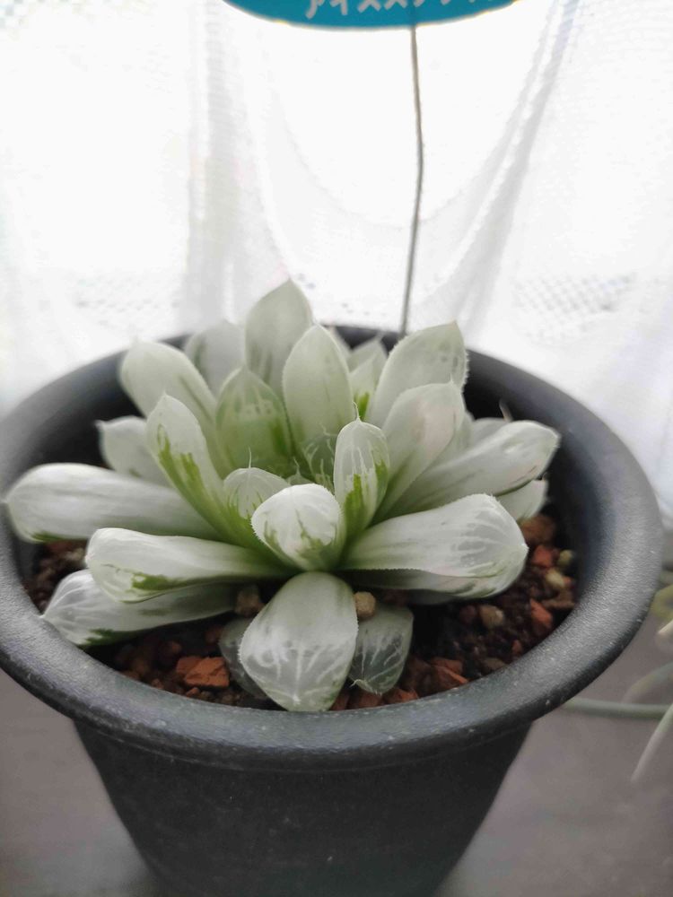期間限定出品】ハオルチア ピリフェラ RIB0136 多肉植物（トゥルン 