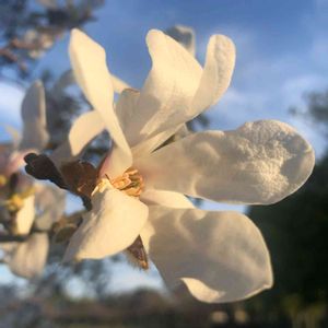 コブシ,花のある暮らし,今日のお花,お写ん歩,平和を願う☆の画像