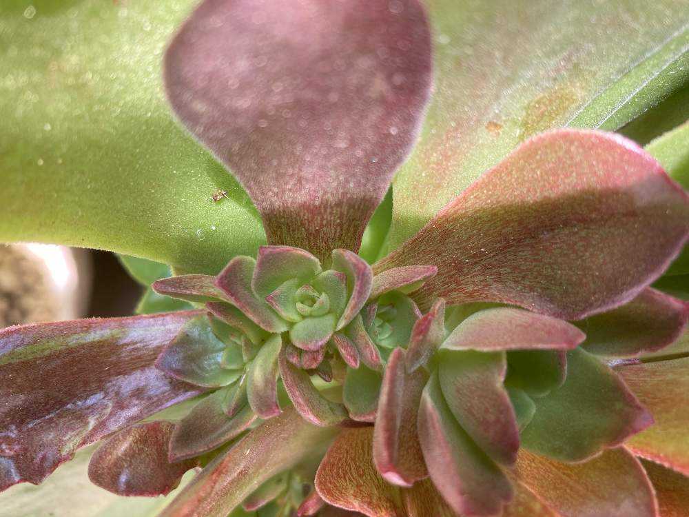 アエオニウム サラダボール成長記録｜🍀GreenSnap（グリーンスナップ）