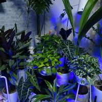 観葉植物,部屋の画像