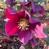 クリスマスローズ,多肉植物,ガーデン,観葉植物,花のある風景の画像