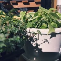 ピレア グラウカ,ペペロミア セルペンス,観葉植物を楽しむ,観葉植物,斑入り観葉植物の画像