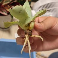 多肉植物,アガベ AGAVE,観葉植物,アガベ・吉祥冠,アガべ属の画像