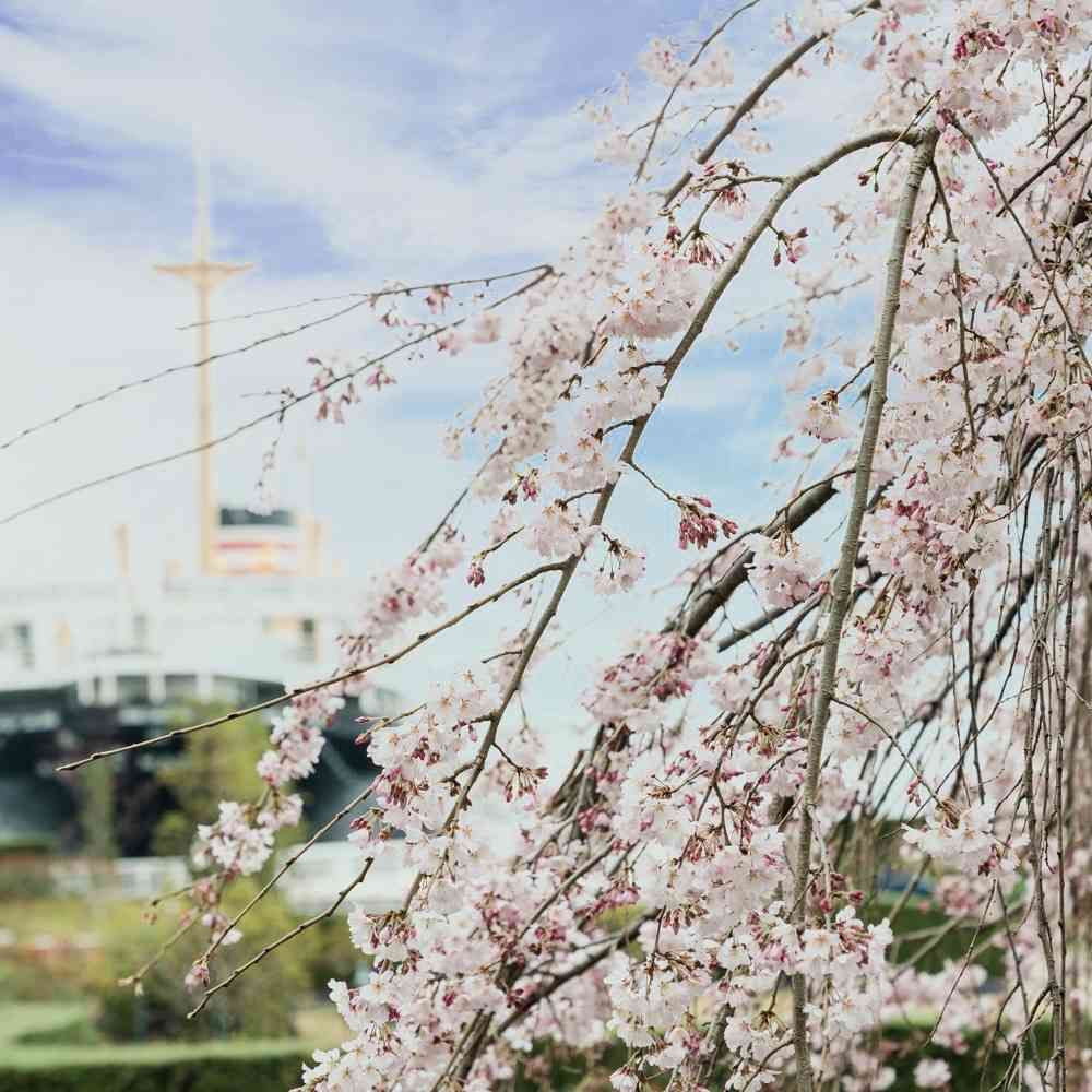 【公式】ガーデンネックレス横浜さんの山下公園への投稿